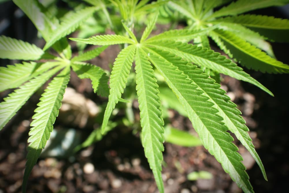 marijuana leaves