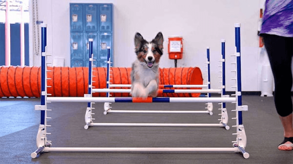 puppy jumping over a hurdle